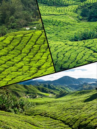 Collage of Malaysia, tea plantation in Cameron Highlandsの写真素材