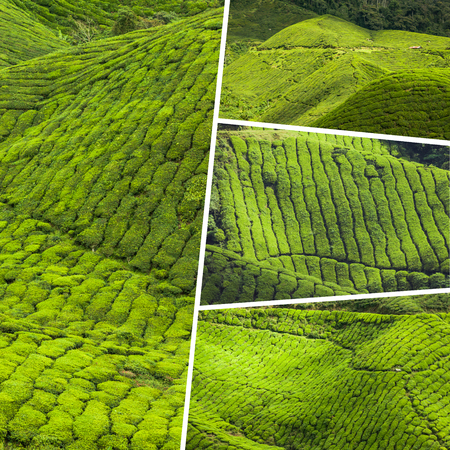 Collage of Malaysia, tea plantation in Cameron Highlandsの写真素材