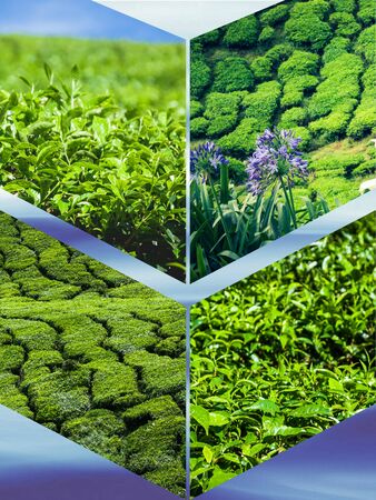 Collage of Malaysia, tea plantation in Cameron Highlandsの写真素材