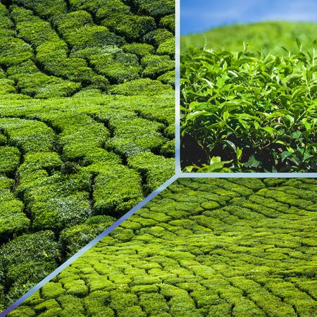 Collage of Malaysia, tea plantation in Cameron Highlandsの写真素材