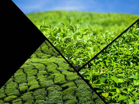 Collage of Malaysia, tea plantation in Cameron Highlandsの写真素材