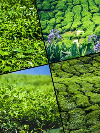 Collage of Malaysia, tea plantation in Cameron Highlandsの写真素材