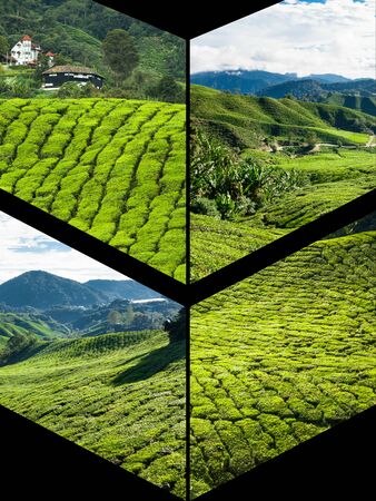Collage of Malaysia, tea plantation in Cameron Highlandsの写真素材