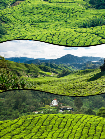 Collage of Malaysia, tea plantation in Cameron Highlandsの写真素材