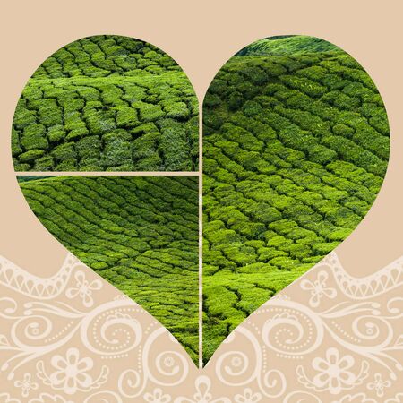 Collage of Malaysia, tea plantation in Cameron Highlandsの写真素材