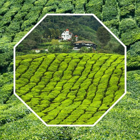 Collage of Malaysia, tea plantation in Cameron Highlandsの写真素材