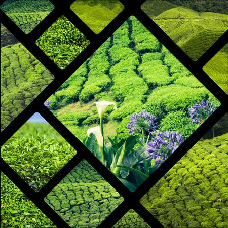 Collage of Malaysia, tea plantation in Cameron Highlandsの写真素材