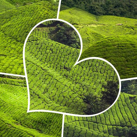 Collage of Malaysia, tea plantation in Cameron Highlandsの写真素材