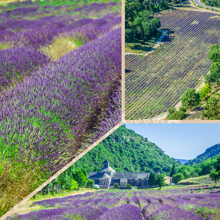 Collage of lavender field in the Gordes, Franceの写真素材