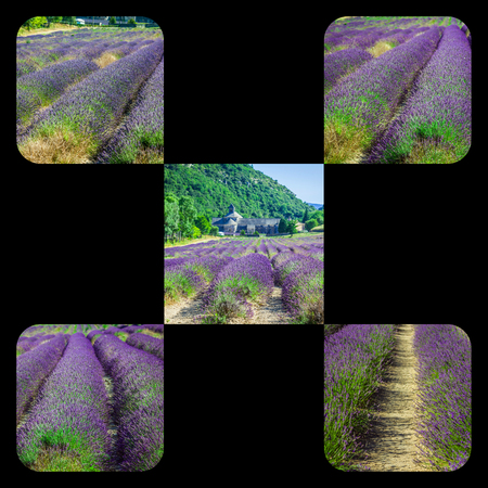 Collage of lavender field in the Gordes, Franceの写真素材