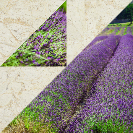 Collage of lavender field in the Gordes, Franceの写真素材