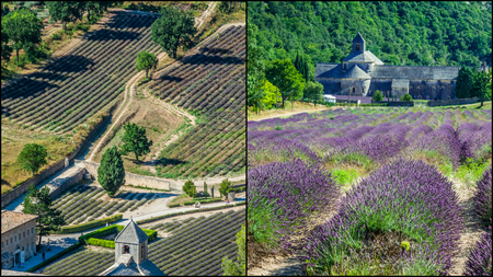 Collage of lavender field in the Gordes, Franceの写真素材