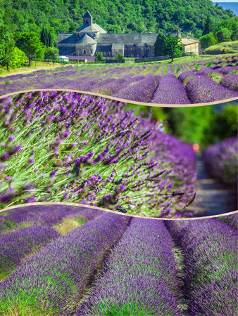 Collage of lavender field in the Gordes, Franceの写真素材