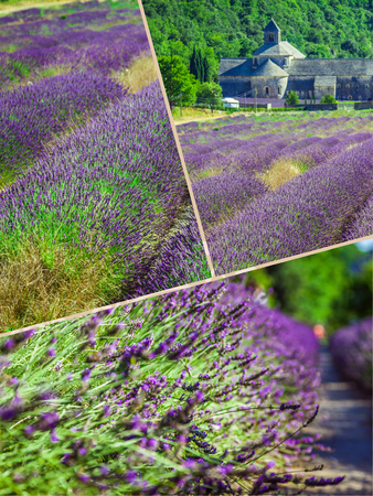 Collage of lavender field in the Gordes, Franceの写真素材