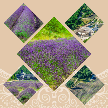 Collage of lavender field in the Gordes, Franceの写真素材
