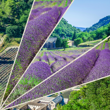 Collage of lavender field in the Gordes, Franceの写真素材