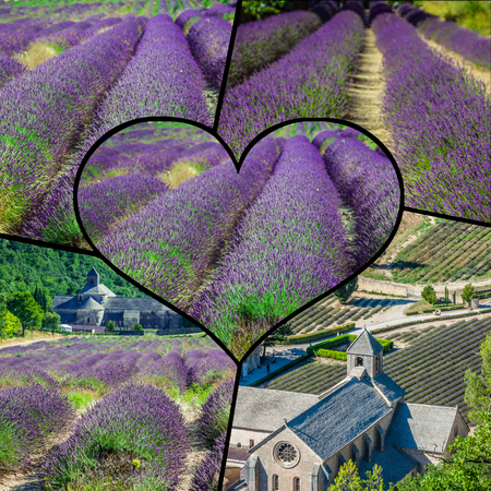 Collage of lavender field in Provence,Franceの写真素材