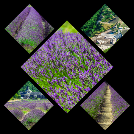 Collage of lavender field in Provence,Franceの写真素材