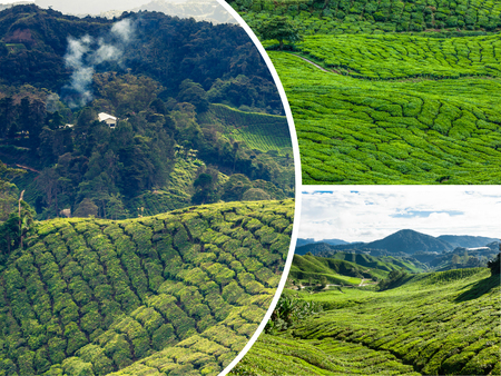 Collage of Malaysia tea plantationの写真素材