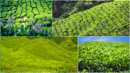 Collage of Malaysia tea plantationの写真素材
