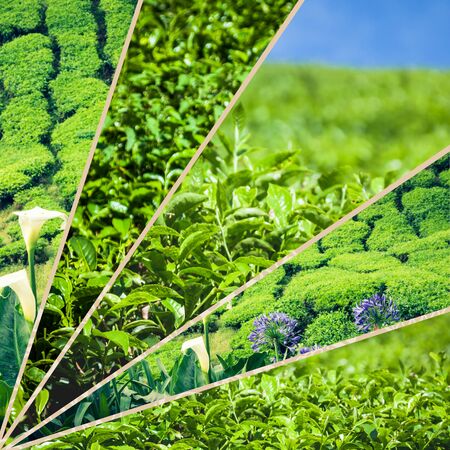 Collage of Malaysia tea plantationの写真素材