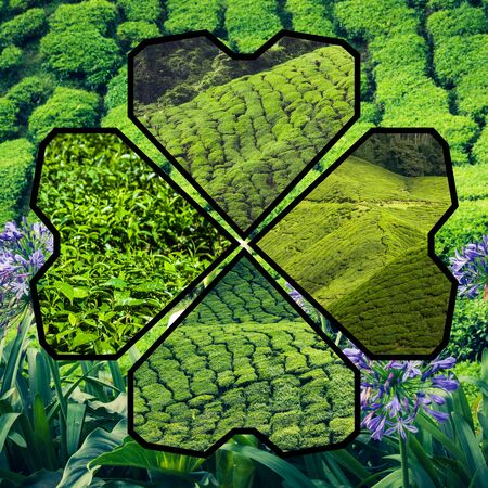 Collage of Malaysia tea plantationの写真素材
