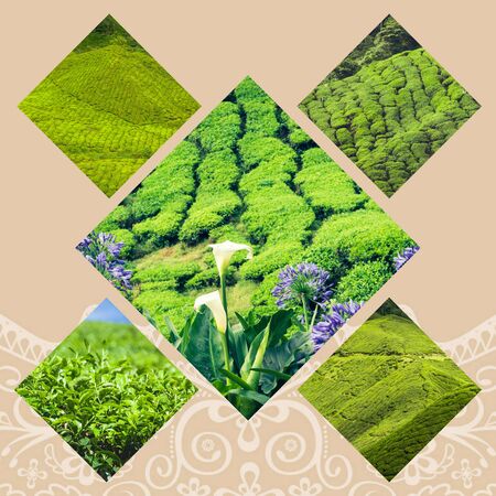 Collage of Malaysia tea plantationの写真素材