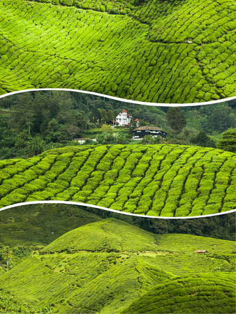 Collage of Malaysia tea plantationの写真素材