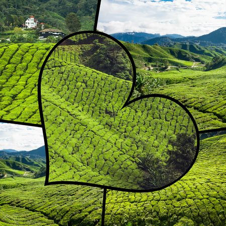 Collage of Malaysia tea plantationの写真素材