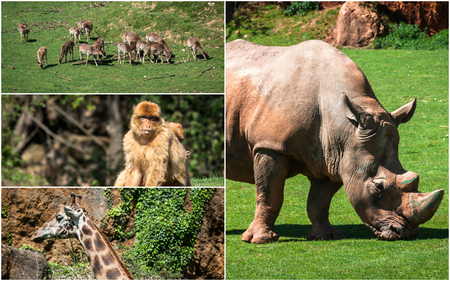 Collage wild african animals.の写真素材