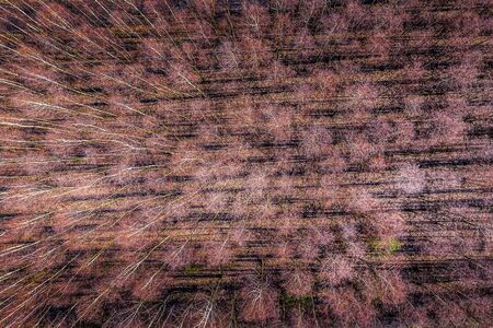 Autumn forest aerial drone view