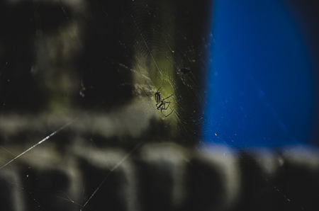 Spiderの写真素材