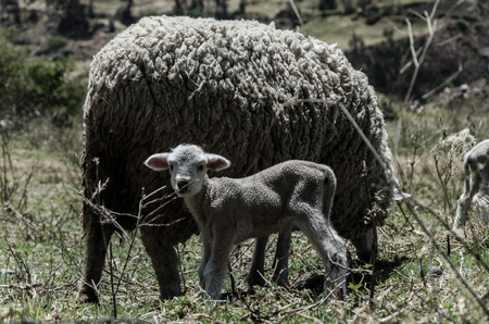 Sheep and baby Sheepの写真素材