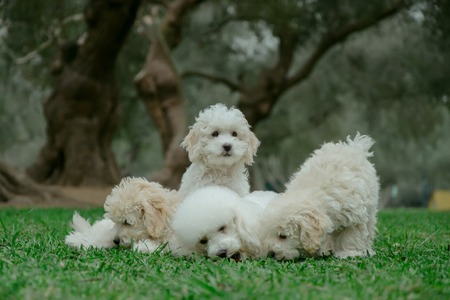 Four small puppiesの写真素材
