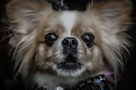 Little annoying puppyの写真素材
