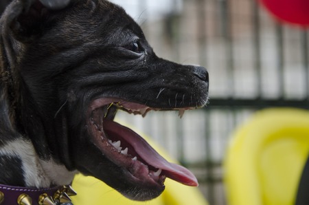 Black dog faceの写真素材