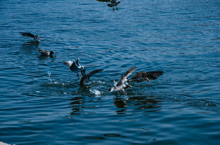 Seagulls playing on the sea of Chorrillos, Lima - Peruの写真素材