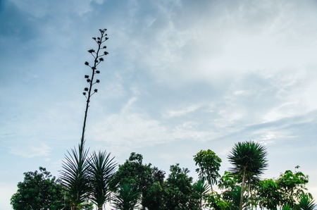 Trees and sky in the pear park in San Isidro, Lima - Peruの写真素材