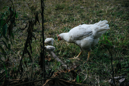 A hen with her chicks walking on the farmの写真素材
