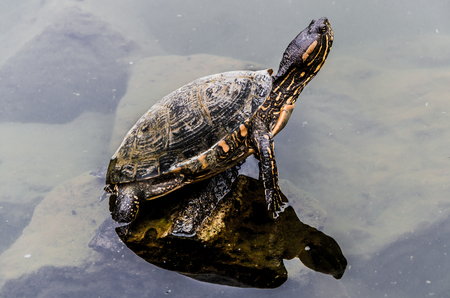 Great beautiful turtle on a stone over the water