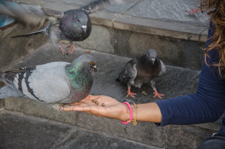 A smiling woman feeding a pigeon from her handの写真素材