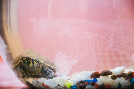 A sea turtle swimming underwaterの写真素材