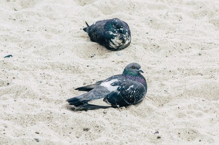 Pigeons on a sandy beach. pigeon walks on the beach.