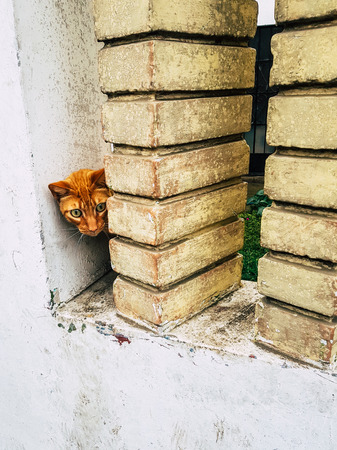 Yellow kitten with very large eyes, hiding and looking behind the columnsの写真素材