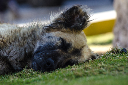 Head of big dog lying and sleeping on lawn of the parkの写真素材