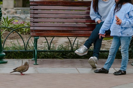 Mother and her little daughter sitting on a bench looking at a pigeon in the parkの写真素材