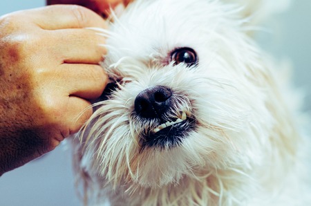 Owner is preparing Maltese puppy skin after shower.の写真素材
