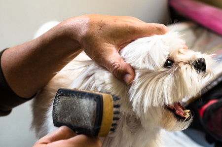Hands of a man brushing his little maltese dog.の写真素材