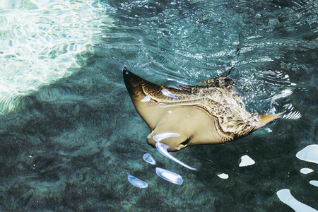 Manta Ray swimming on the blue clear waterの写真素材