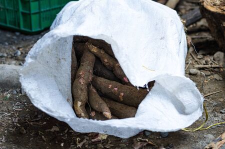 Cassava, also called manioc, yuca, balinghoy, mogo, mandioca, kamoteng kahoy, tapioca and manioc root, a woody shrub of the Euphorbiaceae family native to South America. Photo taken in Peruの写真素材